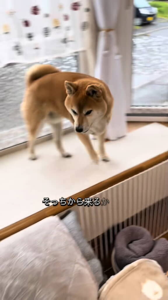 出窓をうろうろ
