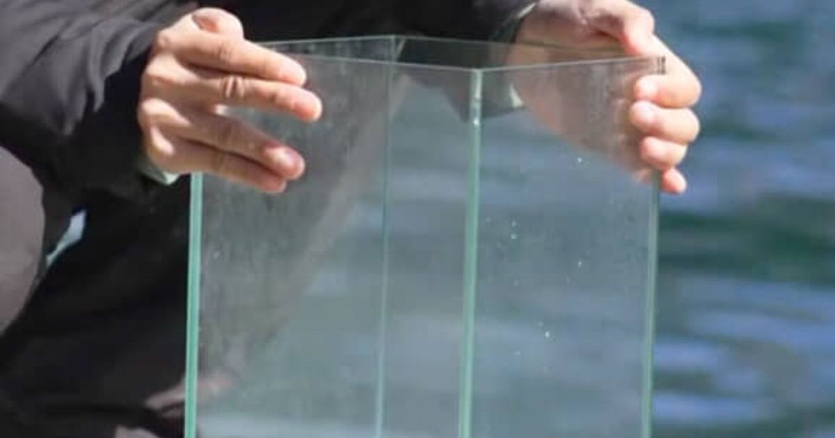 体がスケスケの生き物を捕獲→水槽に入れたら……　「えー！」普段は見られない“激レア”な姿に「神秘的ですね」 | その他生き物 ねとらぼ