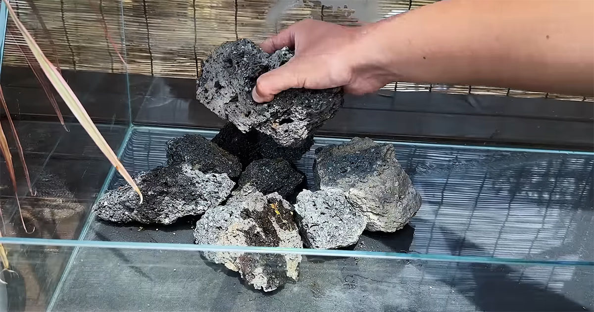 外にドーンと置かれた“ドデカ水槽”→石や植物を入れて2週間後、驚きの光景に「本当にすごい！」「楽園のよう」（1/3） | その他生き物 ねとらぼ