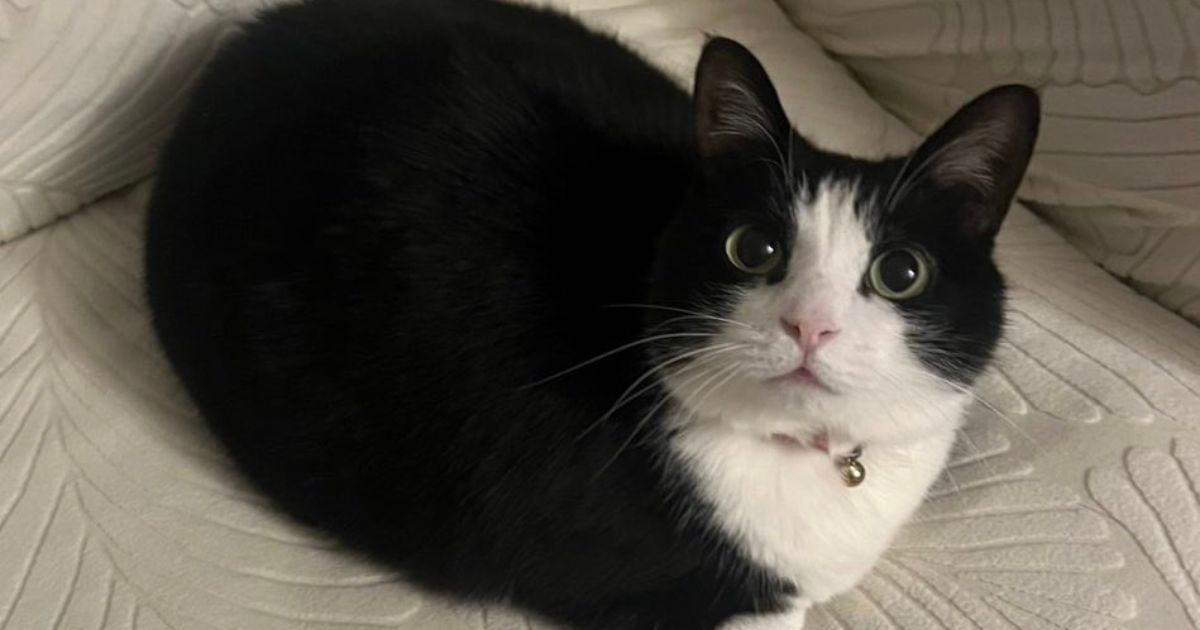 7年前お迎えした元保護猫、飼い主がたくさん愛情を注いだ結果……　20万いいねのたまらない姿に「これは反則だああ」（1/3） | 猫 ねとらぼ