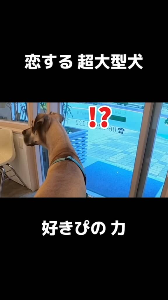 好きなスタッフの存在に気付いた大型犬