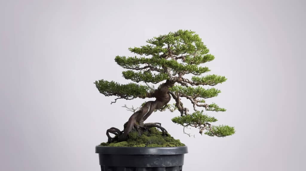 糸魚川真柏の盆栽の完成