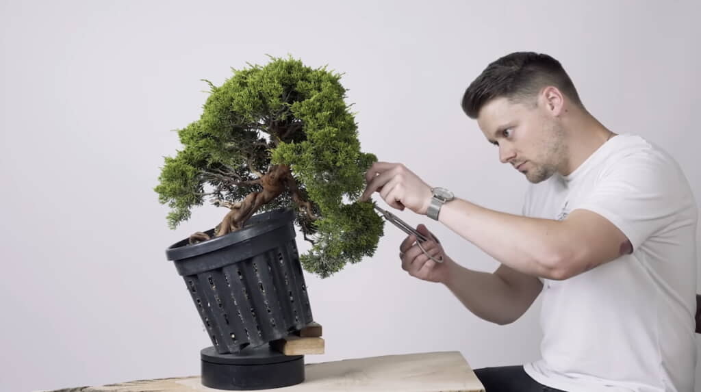 最終的に植え替えるときの角度に鉢を傾けて剪定していく