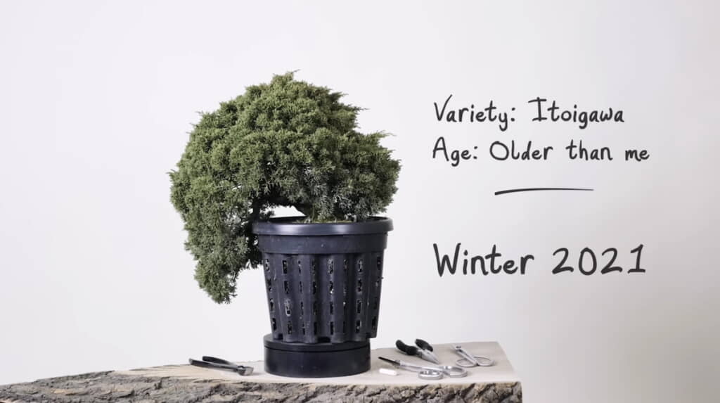 病気になり弱っていた盆栽