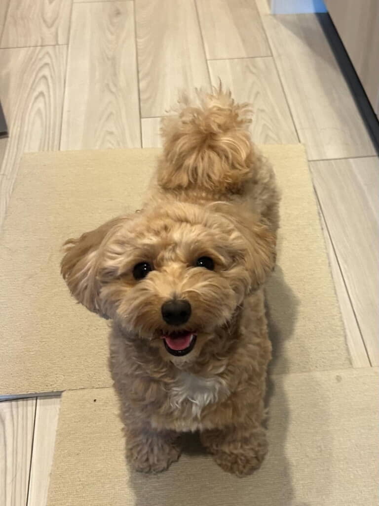 お散歩楽しくてニッコニコ！
