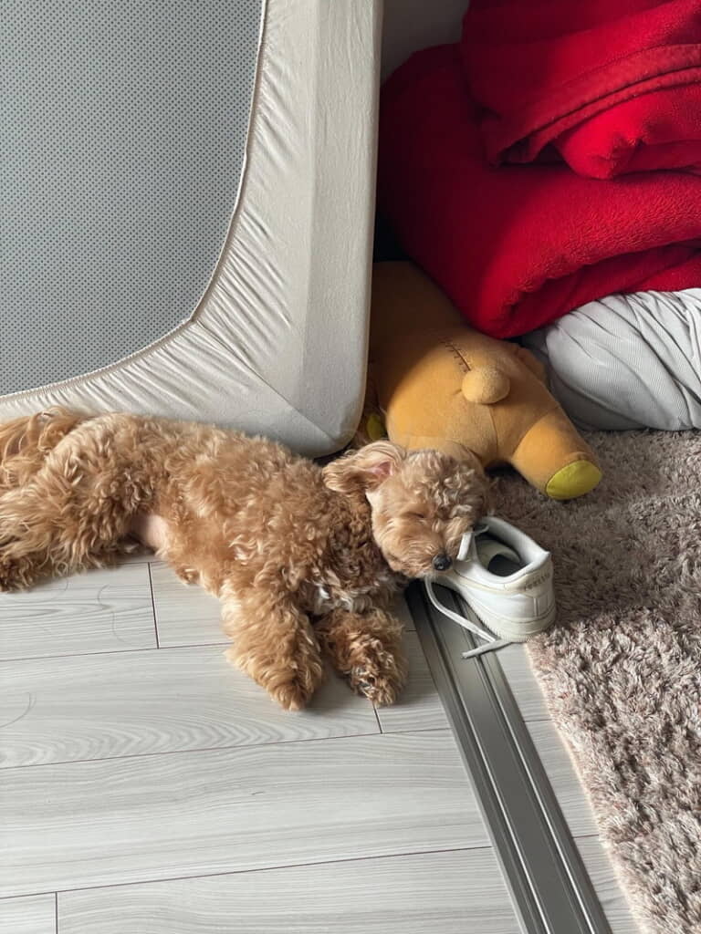 飼い主さんの靴を枕にスヤスヤ……