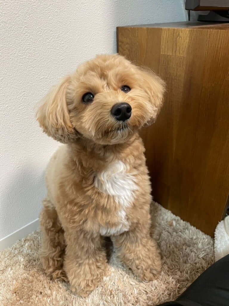 牛乳こぼしちゃった？