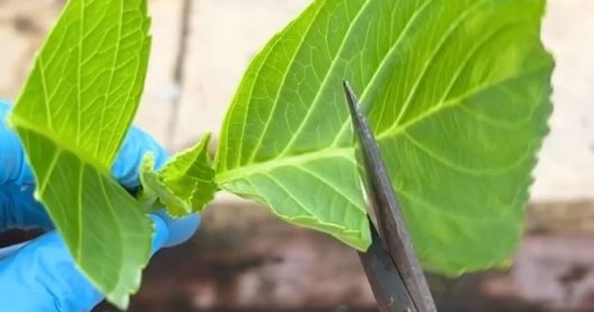 咲き終わったアジサイ、捨てないで！　来年も楽しめる“目からウロコの裏技”に「ええ！」「絶対やります」 | ライフスタイル ねとらぼ