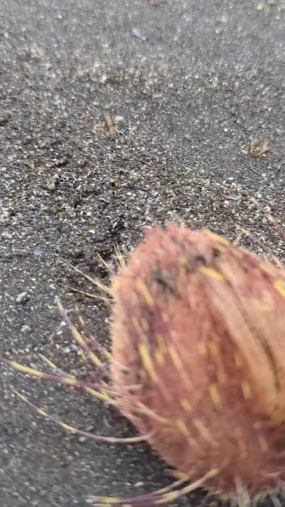 足跡をたどった先にいた生物の殻