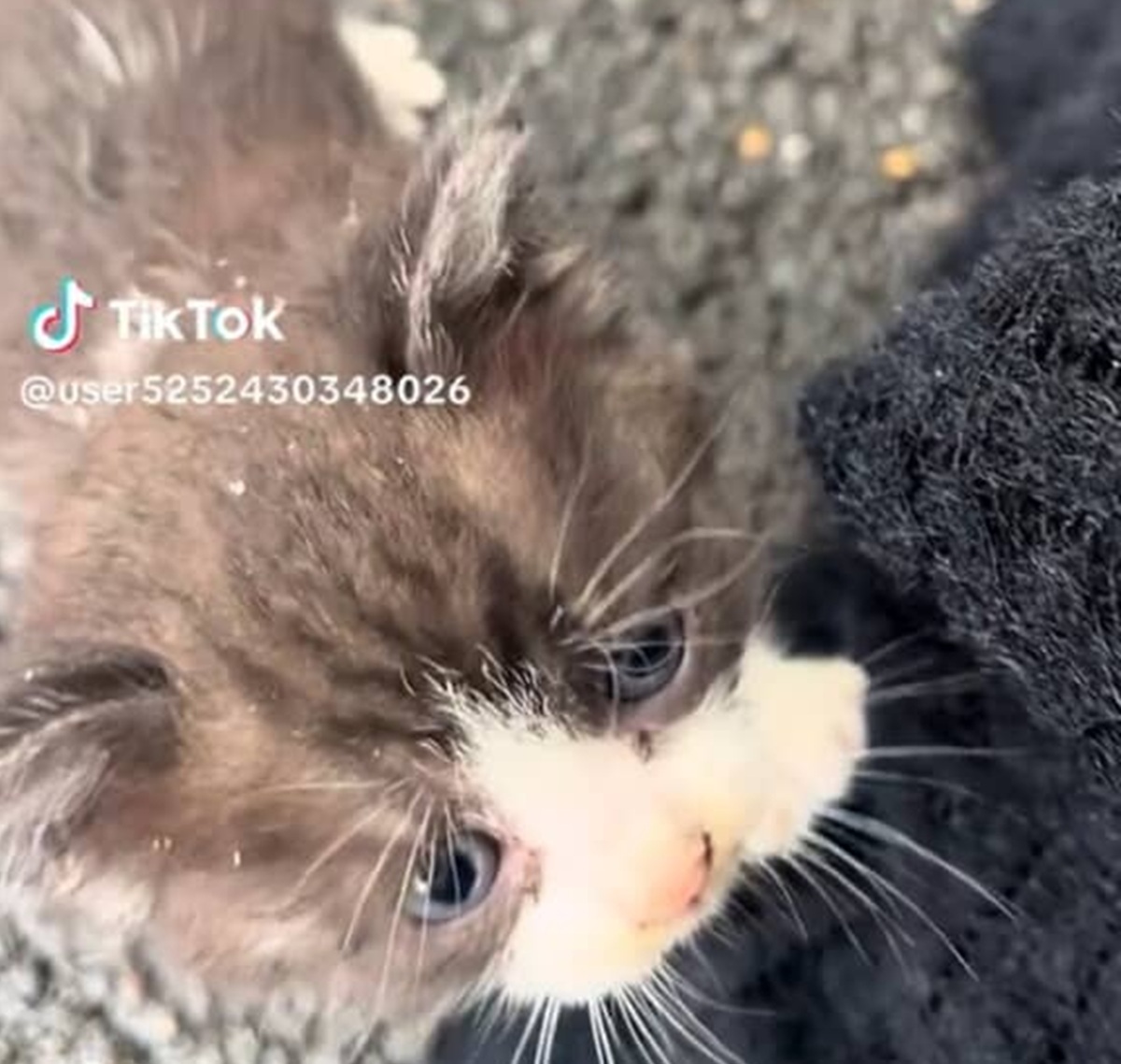 息子がひとりぼっちで鳴く子猫を発見、土砂降りの日に「一晩だけ」と連れ帰ると……　先住猫3匹の予想外な姿に驚き「ボロ泣きしちゃった」（2/3） | 猫 ねとらぼ