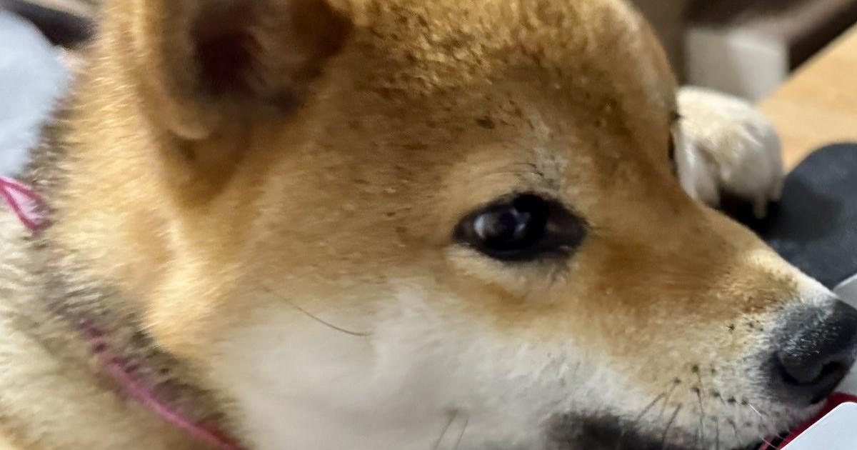 何かを見つけた柴犬、真っすぐに見つめるその先にあったのは……　“まさかの光景”が230万回表示「覚悟決めた顔しとる」「必死さが伝わる」（1/2） | 犬 ねとらぼ