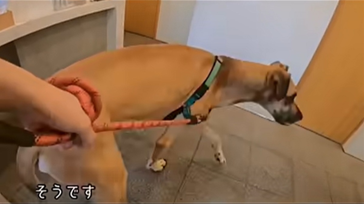 動物病院で暴れる超大型犬、大好きな女性スタッフが来るとまさかの……　目を疑う光景が240万再生「めっちゃおもろいな」（1/3） | 犬 ねとらぼ