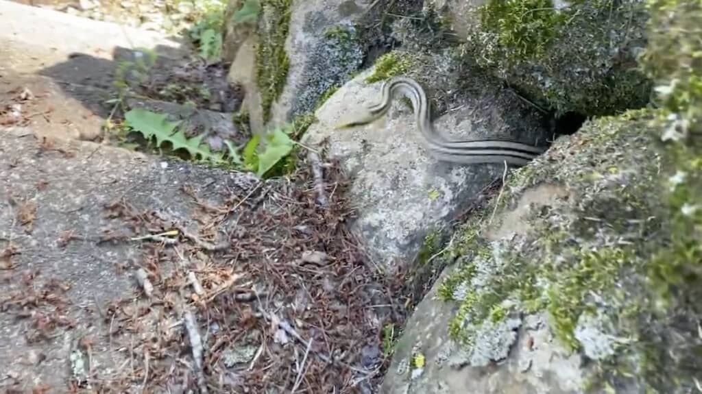 隠れきったと思ったら……