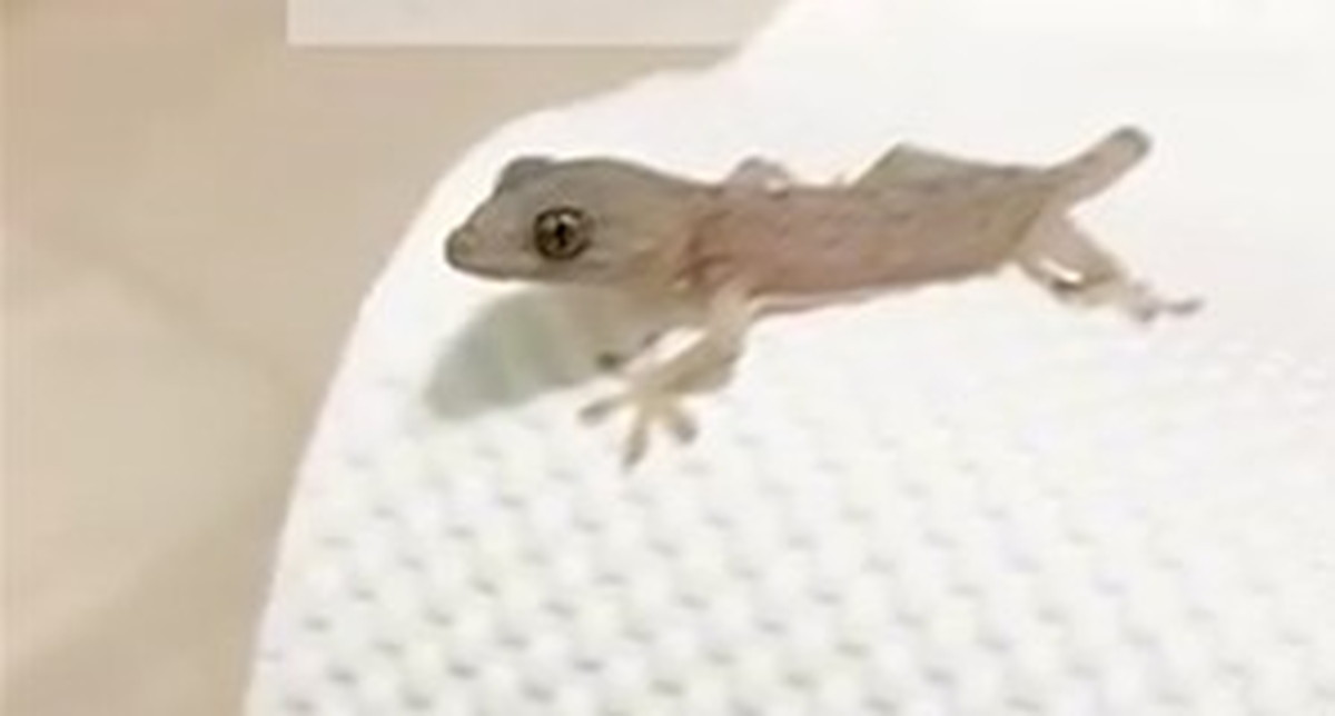 ちっこい赤ちゃんヤモリを4匹育てて半年後……　衝撃の姿が400万再生突破「ヤバいヤバい！」「価値観変わった」（1/3） | 動物 ねとらぼ