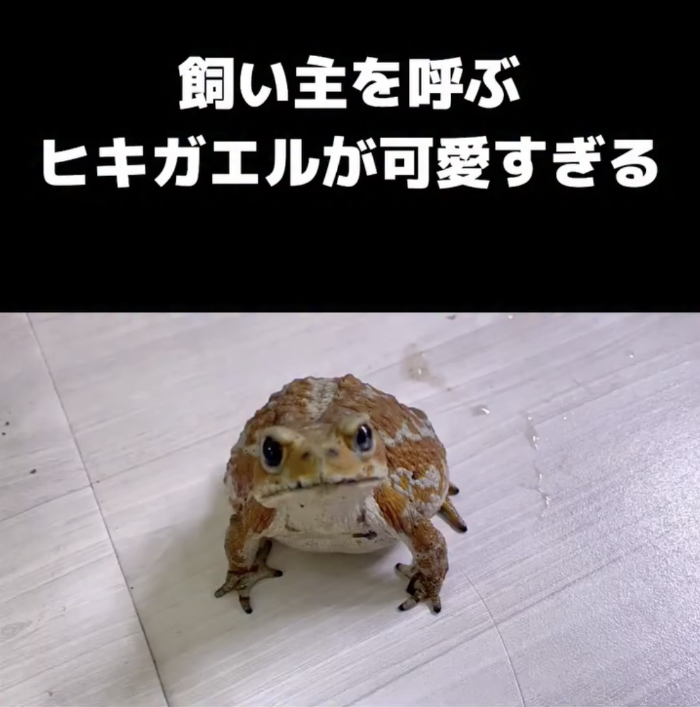 ぴよさんが大好きなアンバーくん