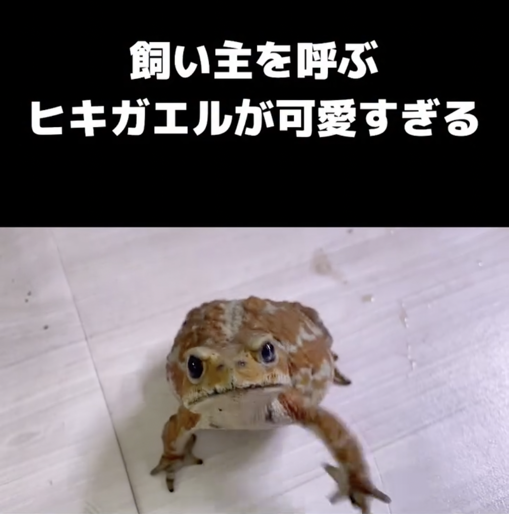 離れようとするとワンコのようについて来ます