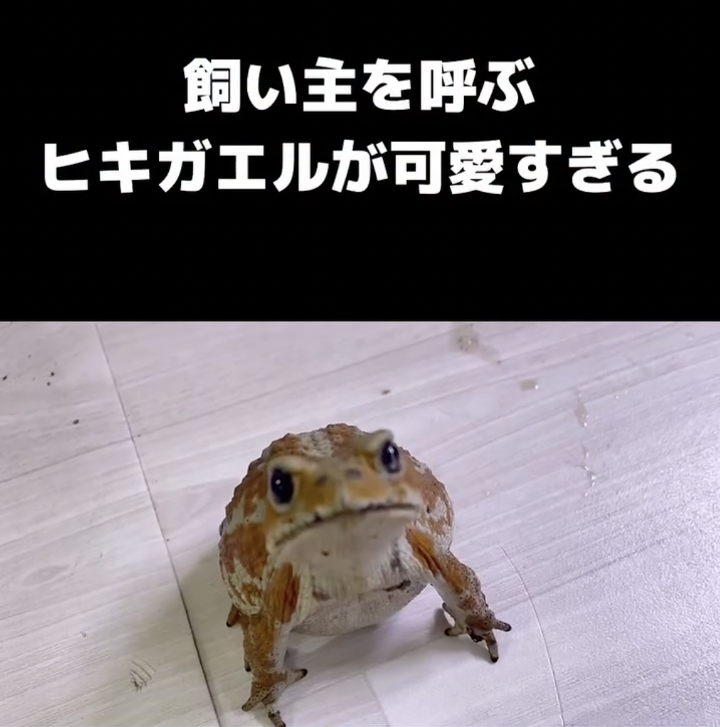 立ち止まって好き好きアピール