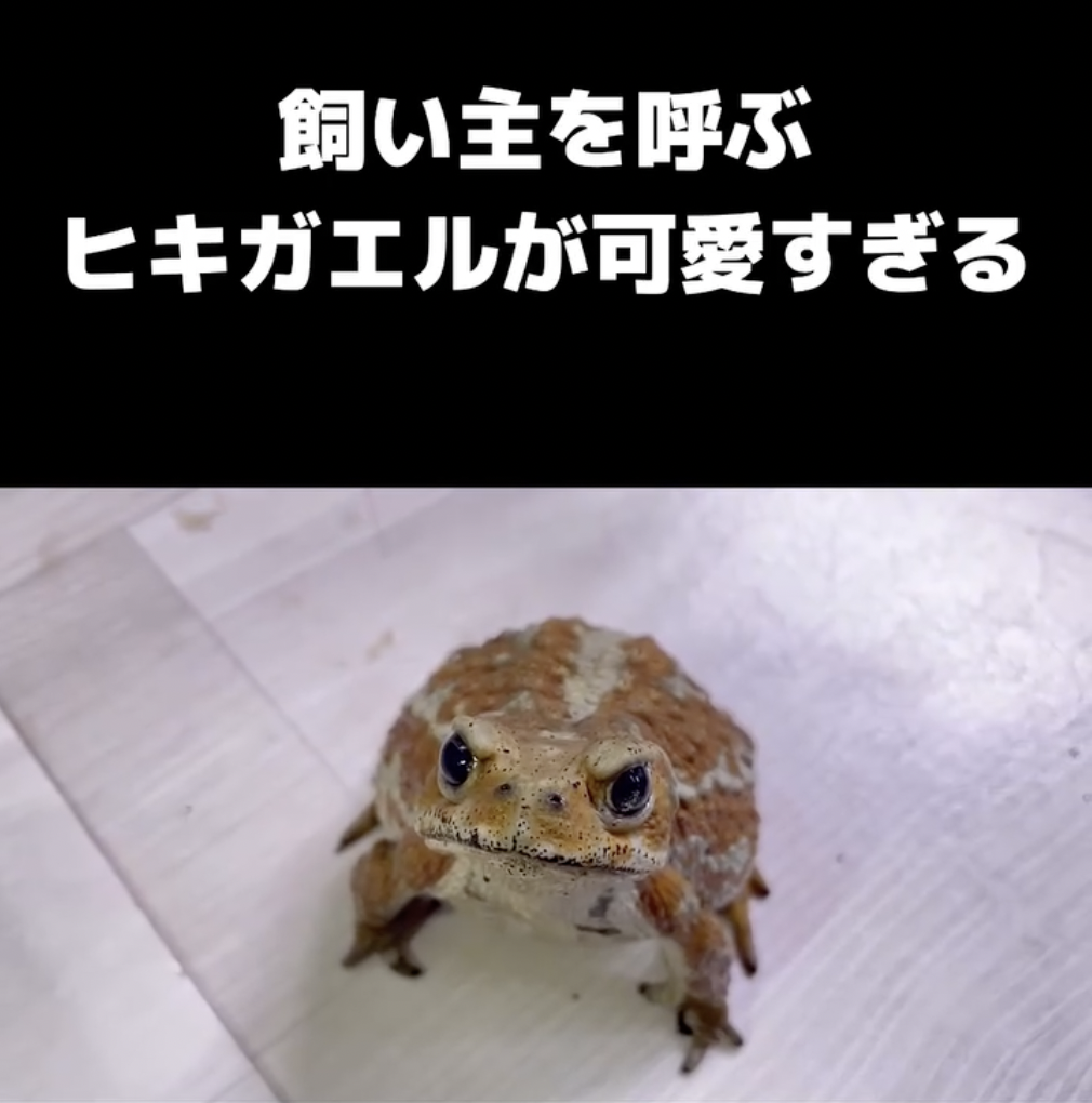 熱い視線を送るアンバーくん