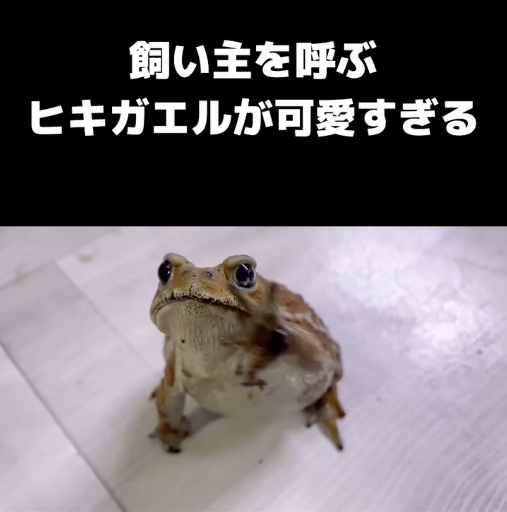 ぴよさんを呼ぶアンバーくん