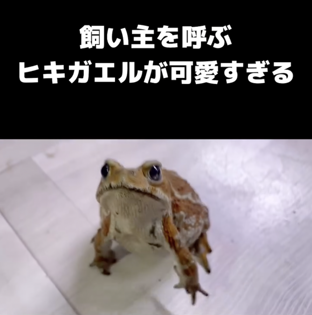 2回手招いてかわいくアピール