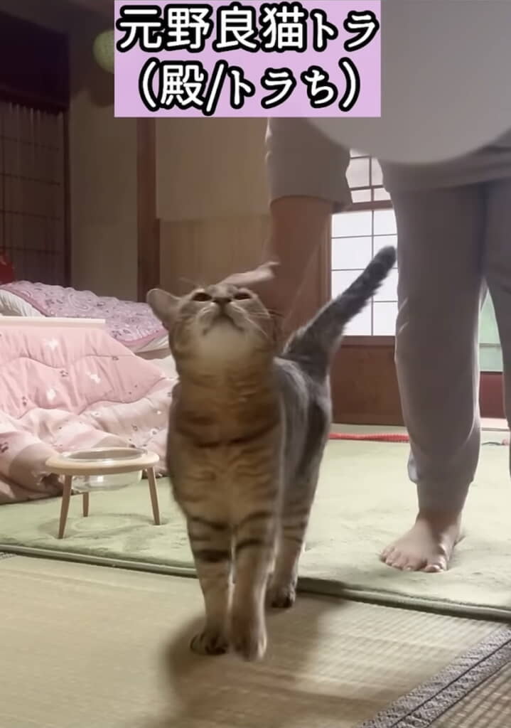 飼い主さんに甘えるトラくん
