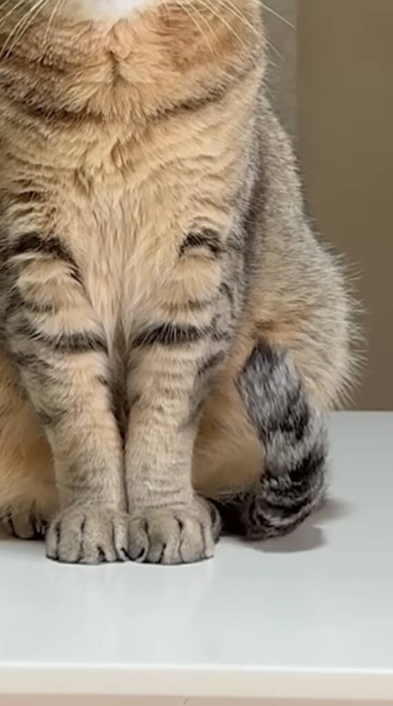 ……尻尾をピョコン！
