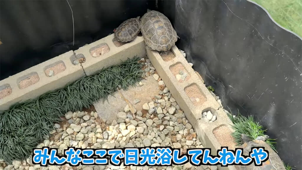 ニホンイシガメたちは日光浴中のようです