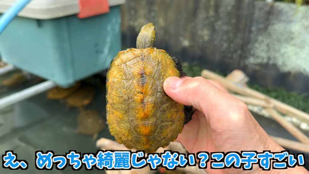 どのニホンイシガメも甲羅が美しいです