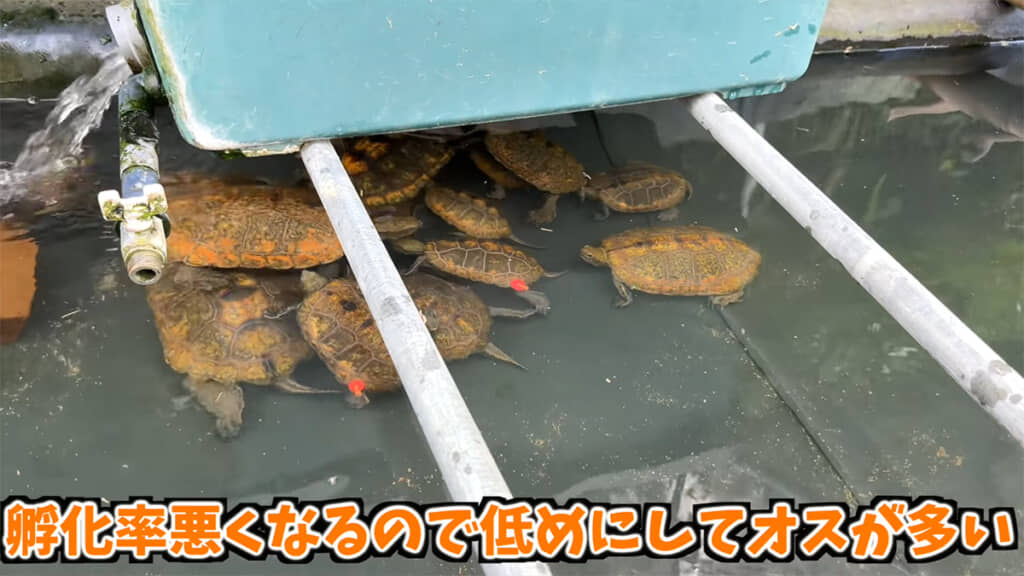 メスをふ化させるのはなかなか難しい様子