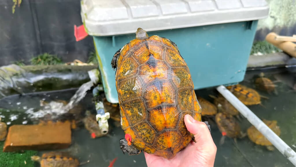 こちらの養殖場でふ化したメスのニホンイシガメ