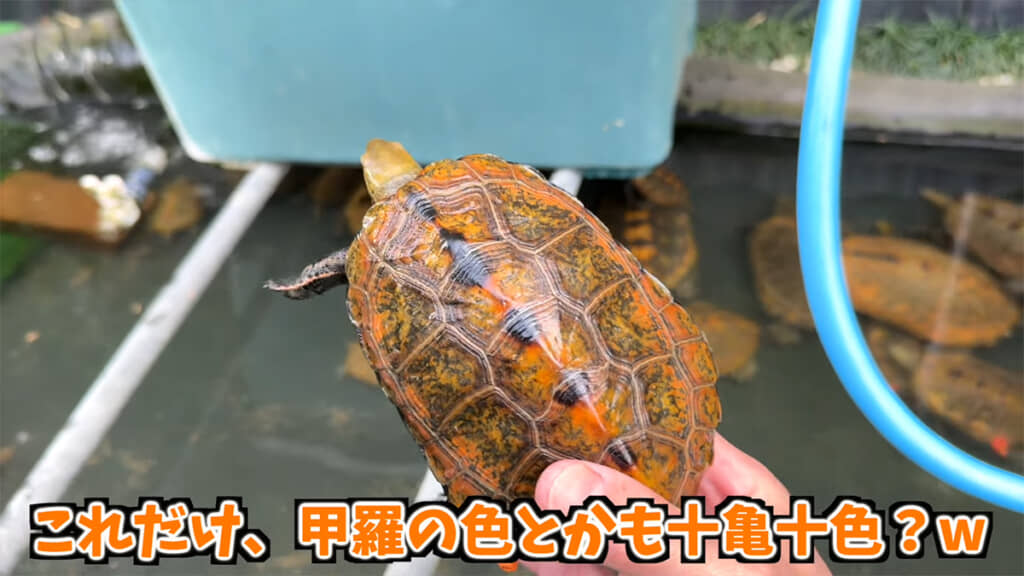 甲羅の色も形も十亀十色