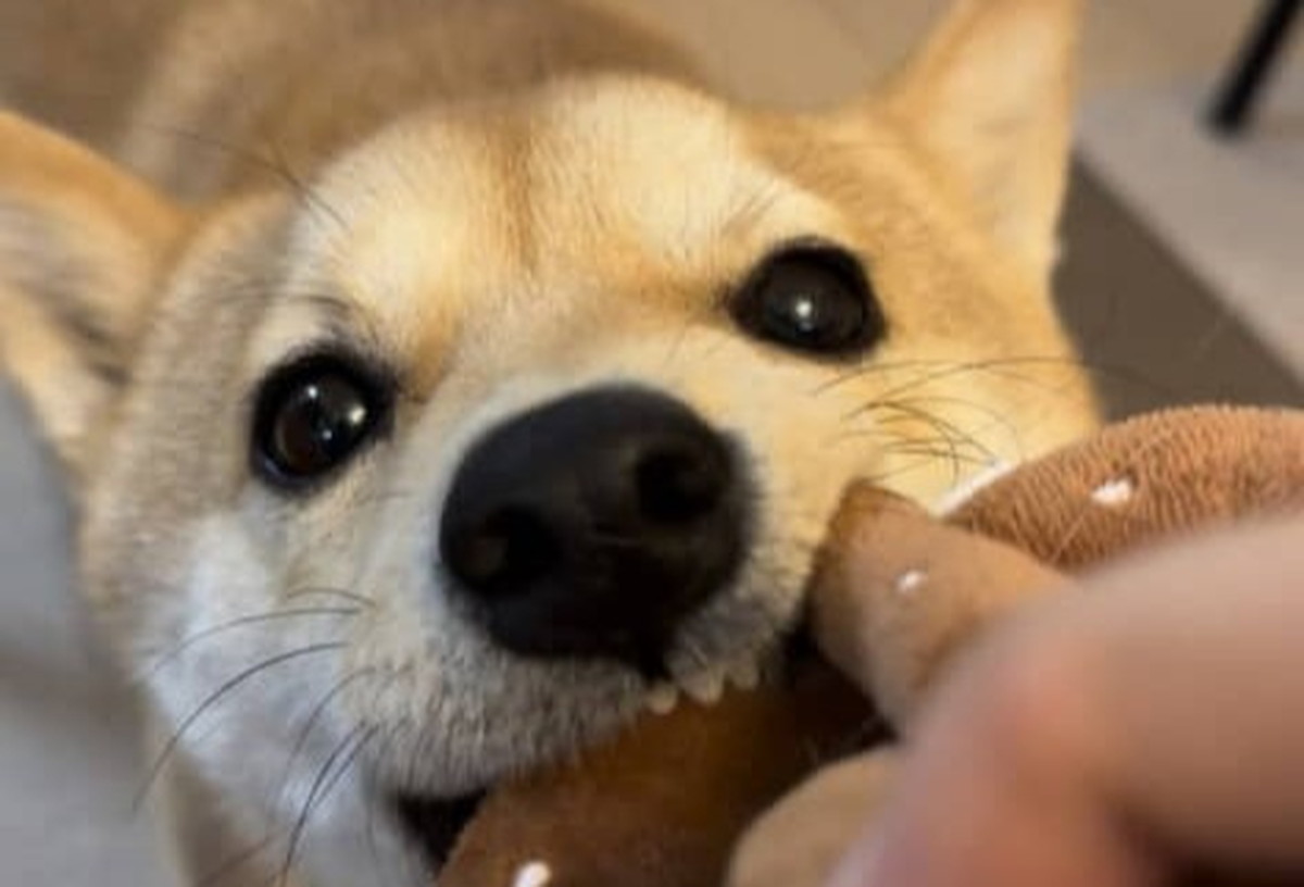 1歳娘が柴犬と散歩→“犬飼いの試練”をくらう姿に大反響「吹くてwww」「大人げない柴やなww」（1/3） | 教育・子育て ねとらぼ