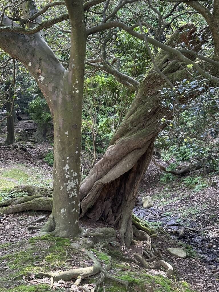 地際に洞ができてテントのような形をしている樹木