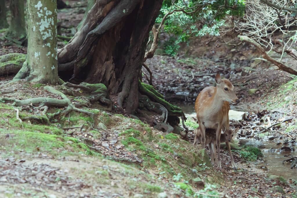 母鹿が迎えに来てテントのような樹木から立ち去る子鹿