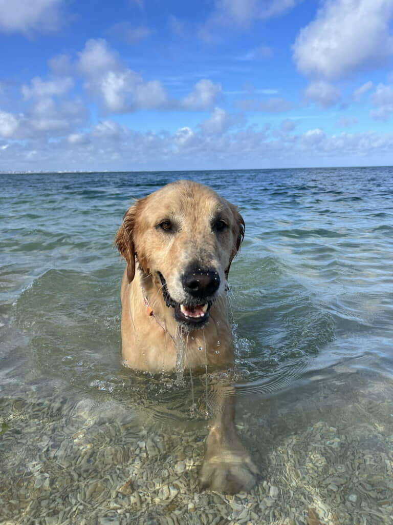 海の中のハリーくん