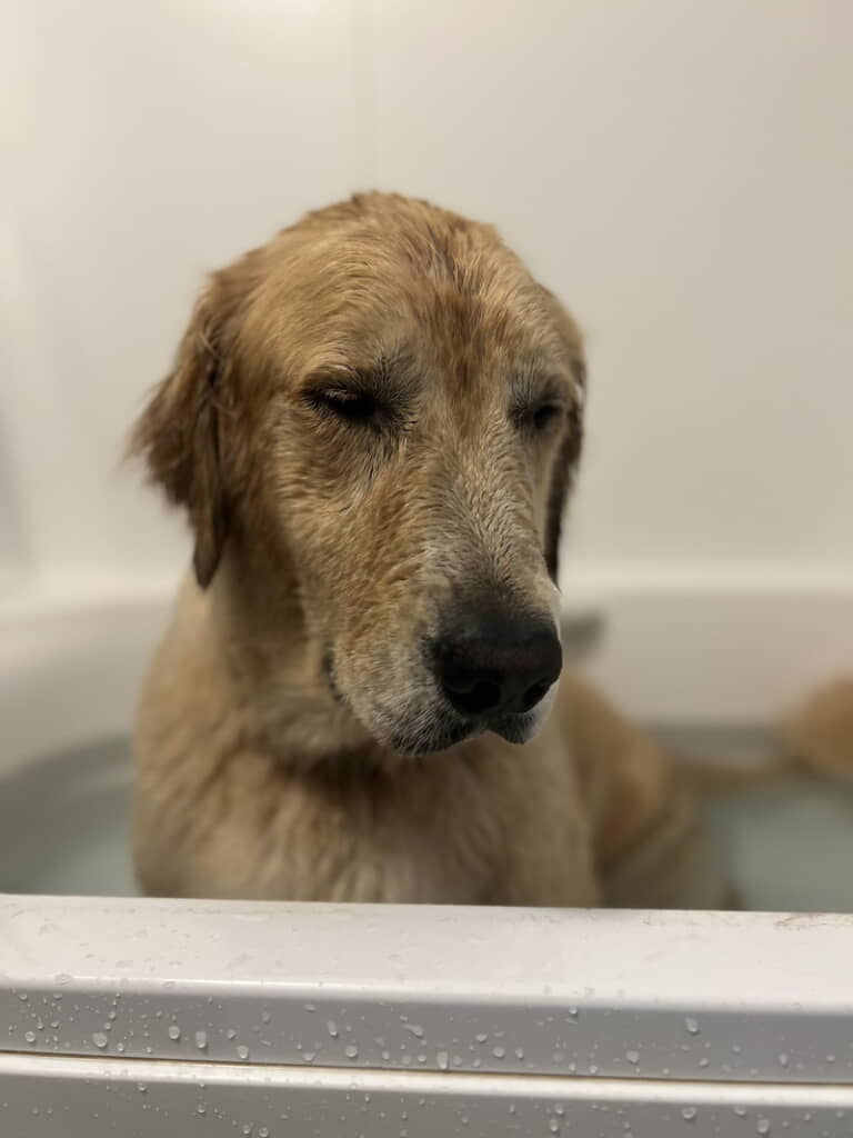 お風呂に入るハリーくん