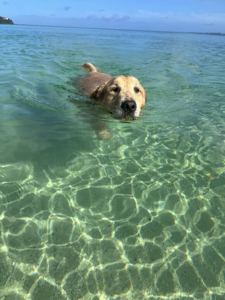 海で泳ぐハリーくん