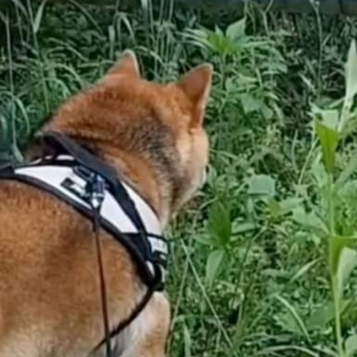 散歩中、急に草むらに入った柴犬→そこにいたのは……　まさかの生き物に飼い主も仰天「お手柄」「命の恩人ですね」 | 犬 ねとらぼ