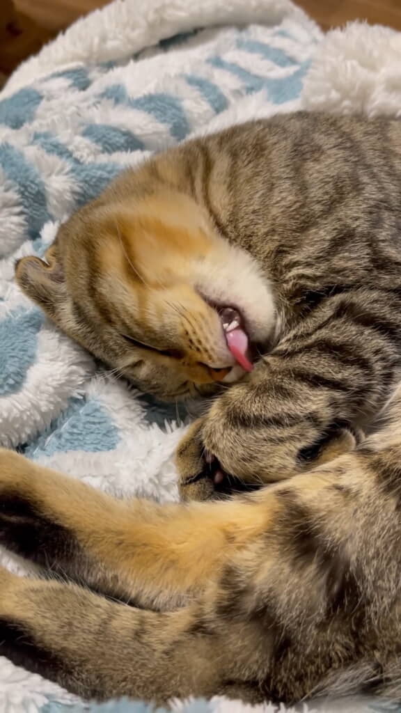 ぺろっぺろです