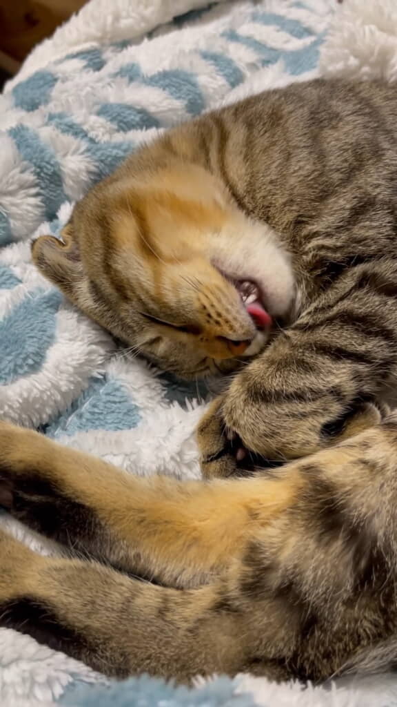 しかし起きる気配はありません