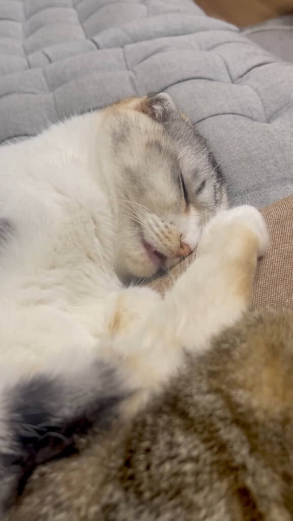 お口がちょっと開いていますね