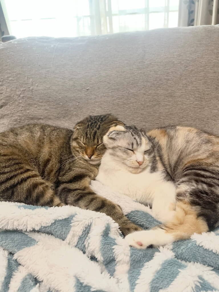 ぴったりくっついてスヤスヤ～