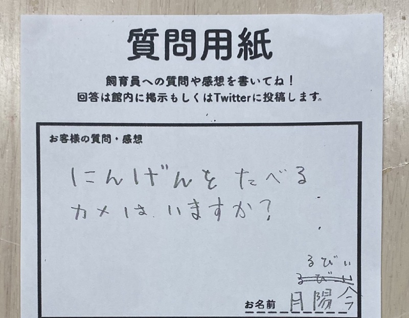 人間を食べるカメはいるかという質問