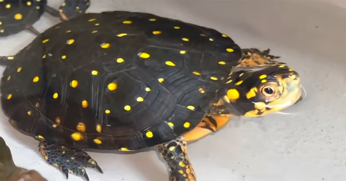 「予想の100倍すごい」　半年かけて作った“夢の亀池”が異次元の完成度　「さすがにレベチ」「天才かよ」と反響（1/3） | その他生き物 ねとらぼ