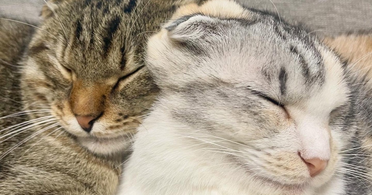 いつも一緒の兄妹猫→あまりに仲良しすぎた結果……「遺伝子しゅごい」「何度も見ました」　“本能レベルのリンク”に反響（1/3） | 猫 ねとらぼ