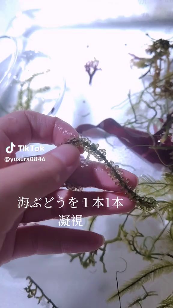 水槽用の海ぶどうを観察する投稿者