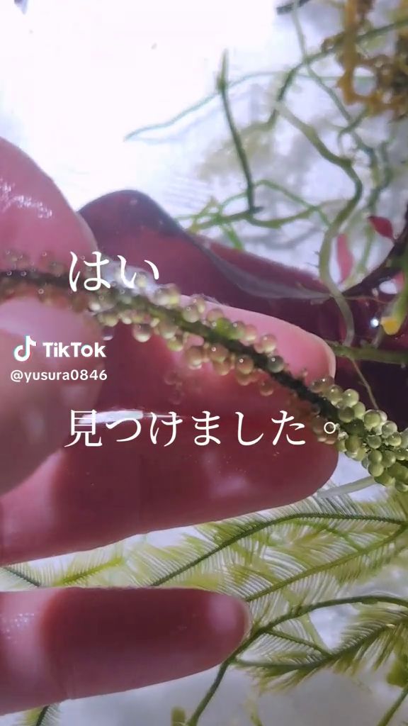 海ぶどうに付いている生物を発見した投稿者