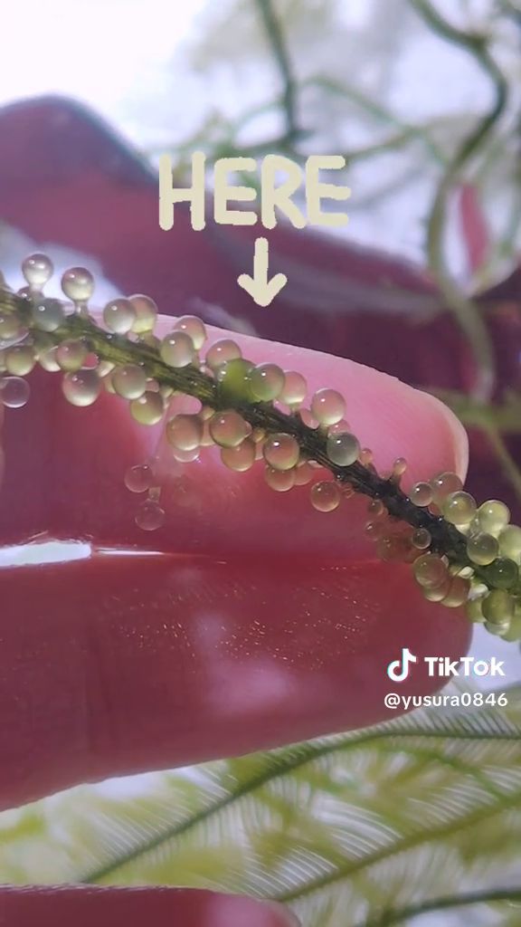 球状の小枝の間にあるとりわけ緑色が濃い球