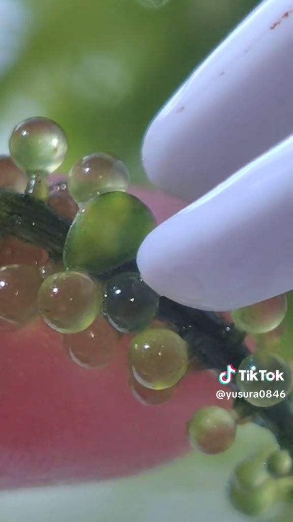 濃い緑色の球を海ぶどうからつまみ取る様子