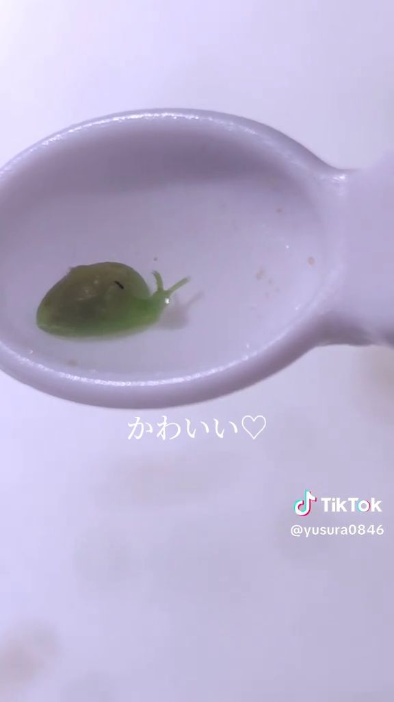 ウミウシの仲間のタマノミドリガイ